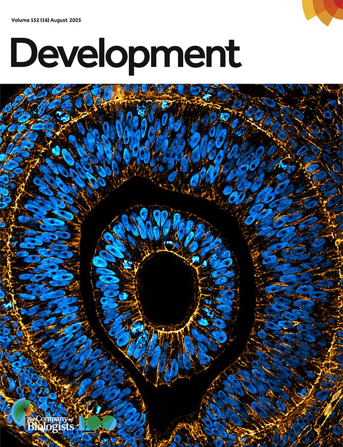 Cover: Embryonic eye of an anole lizard stained for nuclei (DAPI, blue) and F-actin (Phalloidin, orange), imaged by spinning disc confocal microscopy and processed using ImageJ. The image was acquired at the 2025 MBL Embryology course by Arthur Boutillon and was the Editor's choice from the Node image competition.