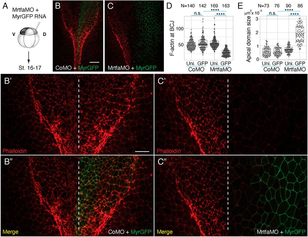Fig. 3. Mrtfa depletion leads to reduced F-actin levels and increases apical domain size in the neural plate. (A) One dorso-animal site of eight-cell embryos was injected with control MO (Co MO) or Mrtfa-MOsp (40 ng each) with lineage tracer MyrGFP (10 pg) and allowed to develop until control embryos reached stage 16-17. (B-E) Neural plate was dissected from the injected embryos. Neural plate images from the CoMO- (B-B″) or Mrtf-MOsp (C-C″) -injected embryos at low (B,C) or high (B′,B″,C′,C″) magnification at the level of hindbrain. Midline is indicated with a white dashed line (B′,B″,C′,C″). Scale bars: 100 µm for B,C; 50 µm for B′,B″,C′,C″. (D) Quantification of F-actin intensity at the bicellular junctions (BCJs). Injected (GFP) and uninjected (Uni.) cells were scored in the neural plate at the hindbrain region, as indicated. N=numbers of junctions scored. (E) Quantification of apical domain size. N=numbers of cells scored. Kruskal–Wallis test: ****P<0.0001; n.s., not significant. The box plots indicate the median and quartiles.