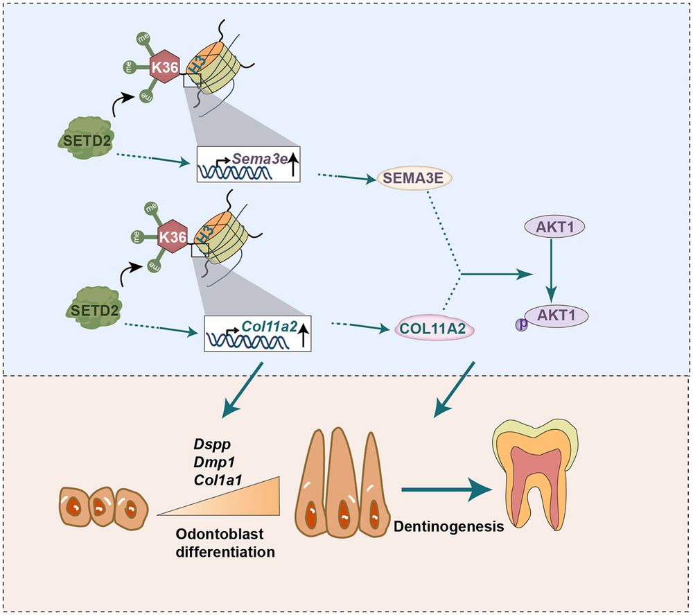 Fig. 8. Schematic illustrating the role of SETD2 in regulating odontoblast differentiation and dentinogenesis. SETD2 catalyzes the trimethylation of H3K36. SETD2-mediated H3K36me3 is correlated with the expression of Col11a2 and Sema3e, upregulation of which facilitates AKT1 activation, promoting odontoblast differentiation and dentin formation.