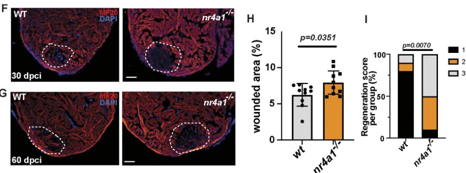 Figure 2 (F,H) Section images of WT or nr4a1 mutant ventricles at 30 dpci assessed for muscle recovery (F) and quantification of injured area (H). (G,I) Myocardial regeneration was measured at 60 dpci in WT and nr4a1 mutants, respectively. Ten individual samples in each group were examined. Myocardial regeneration is categorized as follows: 1, complete regeneration of a new myocardial wall; 2, partial regeneration; and 3, a strong block in regeneration. 
