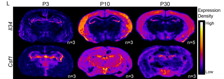 Figure 4 (L) Density maps depicting the spatiotemporal expression patterns of Il34 and Csf1 transcripts in RNAscope™ across development. Warmer colours indicate greater, while cooler colours indicate lower, transcript density. 