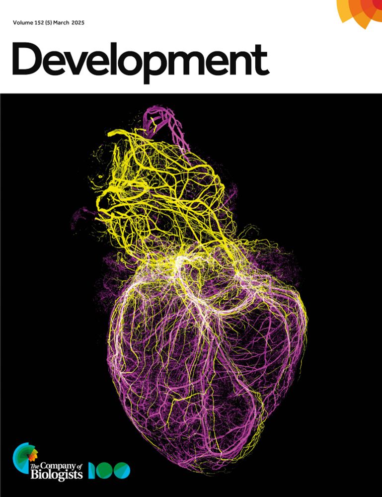 Cover of issue 5: A 3D reconstruction from a light-sheet fluorescent microscopy image stack depicts parallel networks of vessels (PECAM1+, CD31, magenta) and nerves (PRPH+, yellow) in a human heart at 10.0 post-conceptional weeks. Whole-organ immunofluorescence was used to examine the spatial arrangement of blood vessels and peripheral nerves during human heart development. See Research Article by De Bono et al. 