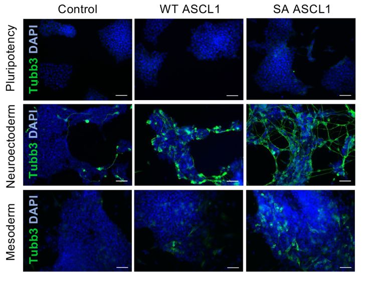 Figure 1  (C) Representative immunostaining images for Tubb3 (green) in ESCs in pluripotency, NE and MS after 48 h of WT or SA ASCL1 induction or in control cells. DAPI nuclear counterstain (blue). Scale bars: 100 μm.