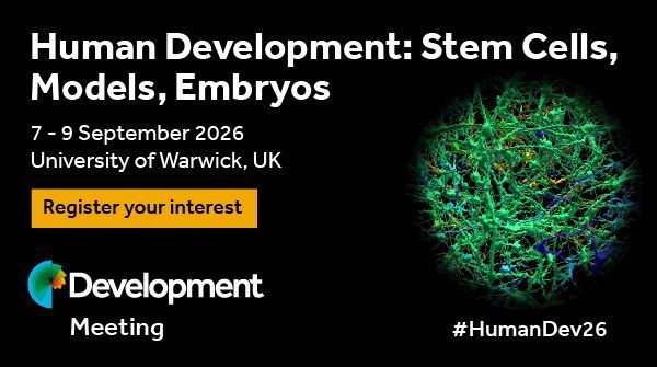 Human Development: Stem Cells, Models, Embryos. 7 - 9 September 2026 University of Warwick, UK. Resgiter your interest. #HumanDev26. Image credit: Susanna Narkilahti, Tampere University, Finland