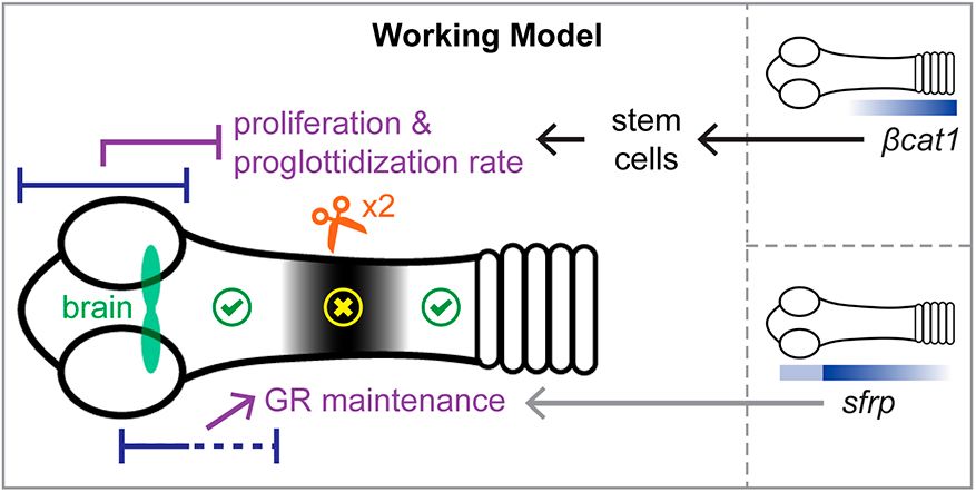 Figure 8 - Working model for regeneration in H. diminuta. Overlapping regions at the head (blue bars) play two contrasting roles: proliferation and proglottidization rate are negatively regulated whereas GR maintenance is positively regulated. βcat1 expression is posteriorly biased and βcat1 is necessary to maintain stem cells in the GR, which are required for proglottid regeneration. Expression of sfrp is anteriorly biased and sfrp is necessary to maintain GR length. Signals that may link the head/brain/anterior GR to βcat1 and sfrp expression or activity remain to be identified. Serial amputation within the GR revealed increased failure to regenerate the GR and proglottids (yellow cross) at intermediate distances forming a tipping point zone that is refractory to regeneration (black shading). Both smaller and larger fragments amputated outside of the black region regenerated equivalently (green ticks).