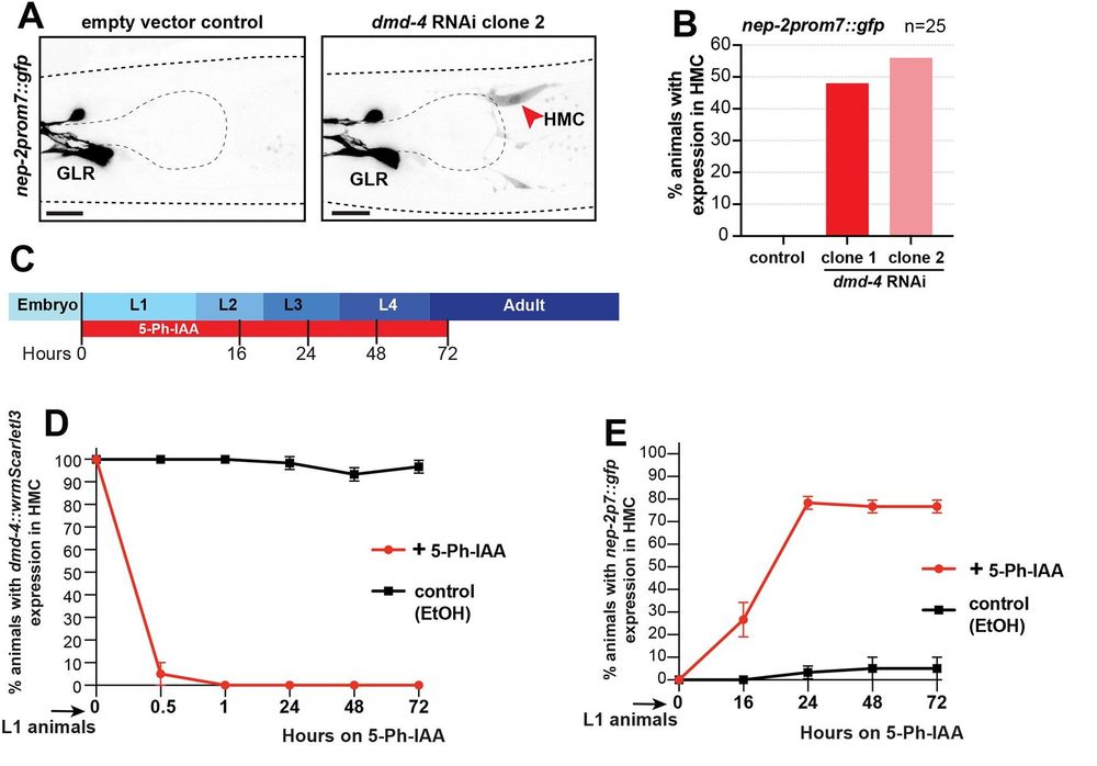 Fig. 6. DMD-4 is required for repression of GLR glia genes in the HMC. (A) Representative images showing expression of nep-2prom7::gfp in control and dmd-4(RNAi) animals. Red arrowhead indicates HMC. (B) Percentage of animals with ectopic HMC expression of the GLR-specific reporter nep-2prom7::gfp upon dmd-4 RNAi. n=25 animals for each condition. (C) Timeline of DMD-4 auxin inducible degradation for L1 stage animals (L1 stage DMD-4 AID), showing time points relevant for D and E. (D) Quantification of DMD-4 degradation, based on wrmScarletI3 expression in HMC, at different time points for L1 stage DMD-4 AID. (E) Percentage of animals with ectopic HMC expression of the GLR-specific reporter nep-2prom7::gfp upon L1 stage DMD-4 AID at different time points. For D and E, three replicate experiments were performed, with n=20 animals per replicate for each condition. Error bars show standard deviation between replicates.