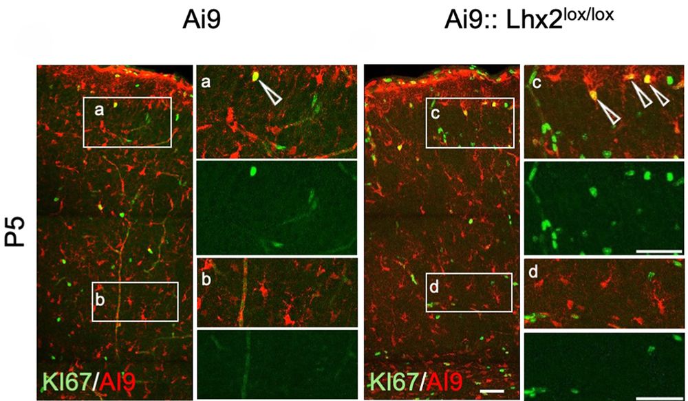 Figure 2 - Differential proliferation of upper layer (UL) and deep layer (DL) astrocytes; panels B (left) and C (right). Left: At P5, KI67 immunostaining shows increased proliferation of Ai9+ cells in the control UL (10%±1.61) versus the control DL (3%±1.2, **P=0.0054). Right: This is further increased in the mutant UL (17%±1.52, **P=0.002) but not in the mutant DL (3%±1.07, P=0.8).