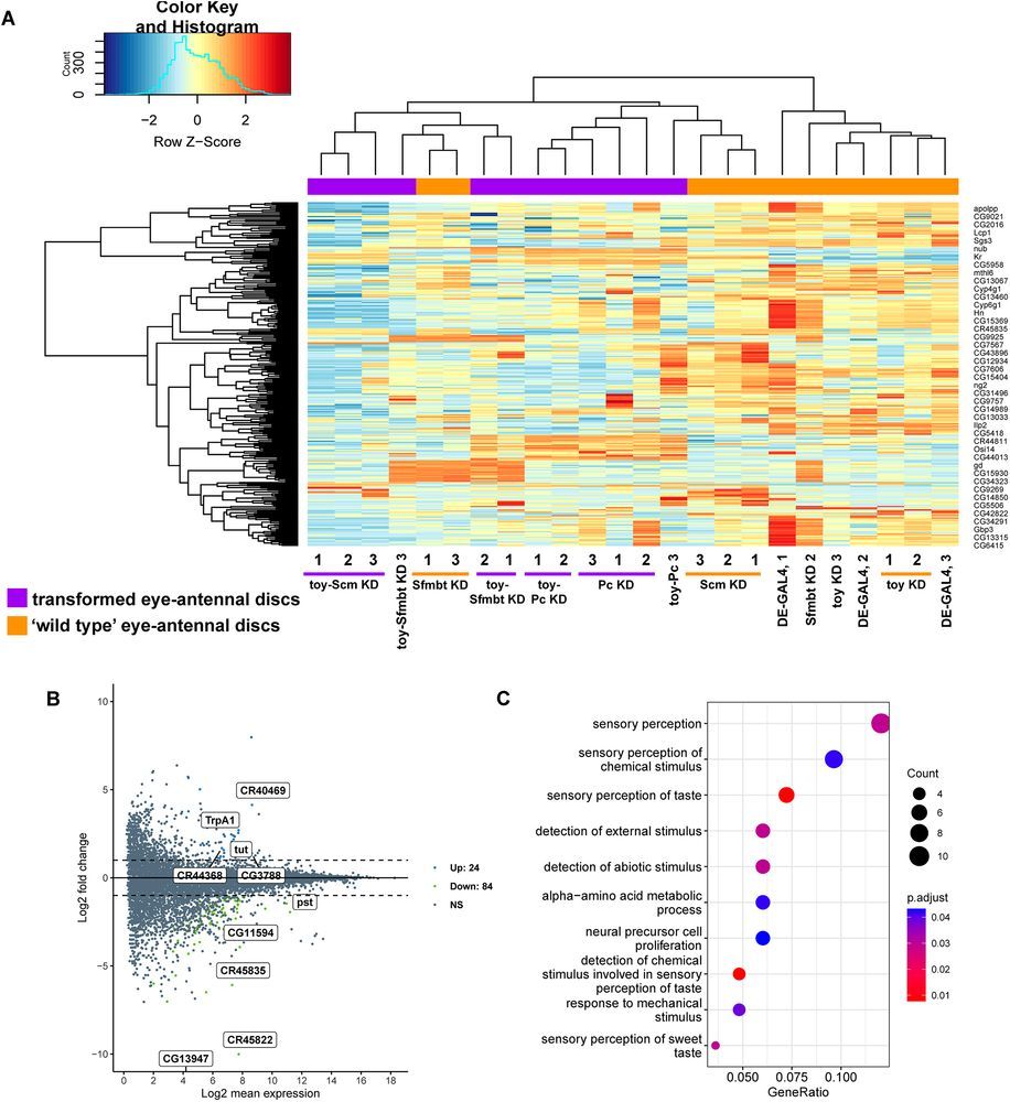 Fig. 3. The eye-to-wing transformation clusters separately from morphologically wild-type eye-antennal discs. (A) CPM normalized transcript counts of 120 h AEL ‘wild-type’ (orange: DE-GAL4, DE-GAL4>UAS-toy RNAi, DE-GAL4>UAS Sfmbt RNAi and DE-GAL4>UAS-Scm RNAi) and transformed (purple: DE-GAL4>UAS-Pc RNAi, DE-toy>UAS-Pc RNAi, DE-toy>UAS-Sfmbt RNAi and DE-toy>UAS-Scm RNAi) eye-antennal discs. Heatmap depicts hierarchical clustering of the top 100 most variable genes. (B) MA plot of differentially expressed genes between wild-type (DE-GAL4) eye-antennal discs and DE-toy RNAi (toyKD) (n=108) eye-antennal discs. (C) Enriched GO analysis of differentially expressed genes between wild-type (DE-GAL4) eye-antennal discs and toyKD eye-antennal discs.