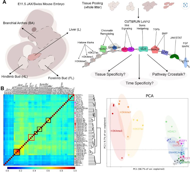 Figure 1 TFBomics of the E11.5 mouse embryo. (A) Schematic overview of the experimental design, detailing the tissues dissected from E11.5 JAX/Swiss mice and the targets profiled in each tissue using C&R LoV-U. (B) Left: Clustering of data according to Spearman's correlation. Black boxes highlight higher correlation or clustering according to the profiled factor, whereas red boxes highlight this between factors within the same tissue. IgG negative controls are highlighted in a gray box. Right: Overall data patterns shown by PCA. PC1 (58.7% of variance) separated some samples by the target factor (ellipses shaded by factor color code), while PC2 (9.7% of variance) typically separates the liver (marked with stars) from other tissues.