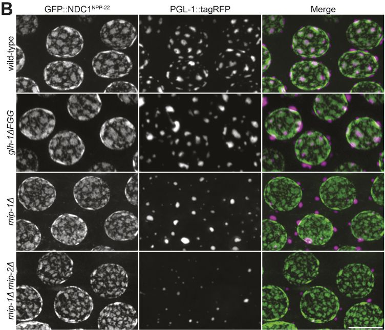Figure 3 B Representative confocal micrographs of pachytene nuclei expressing GFP::NDC1NPP-22 and PGL-1::tagRFP in germlines of the indicated genotypes. 