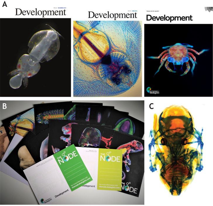 Images taken during the Woods Hole Embryology Course that have been promoted by Development and the Node. 