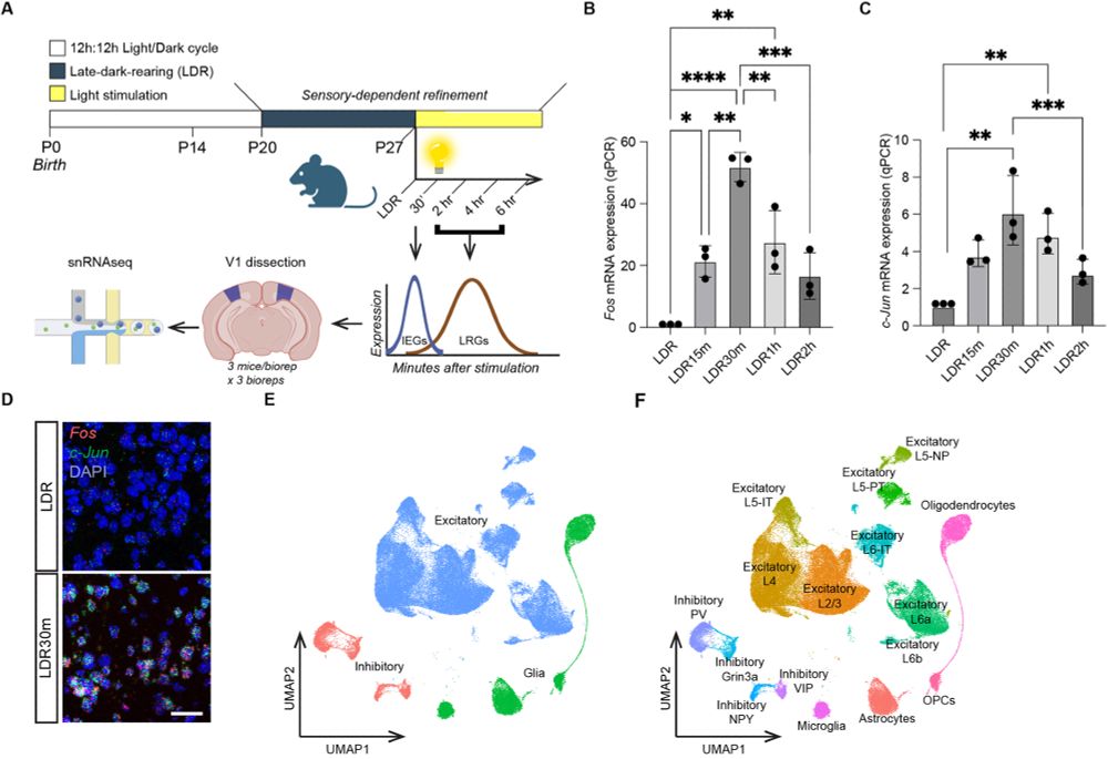 Figure 1 - Experimental design and introduction to the single-nucleus RNA sequencing dataset. (A) Schematic illustrating the late dark-rearing (LDR) paradigm and the workflow of the single-nucleus RNA sequencing (snRNAseq) experiments. (B) Quantification of Fos mRNA expression in sensory deprived (LDR) mice and in mice acutely exposed to light for between 15 min and 2 h, with stimulation timepoints labeled as follows: LDR15m (15 min of light), LDR30m (30 min), LDR1h (1 h) and LDR2h (2 h). Fos expression assessed by qPCR and normalized to Gapdh. Values plotted are additionally normalized to the LDR condition. (C) qPCR quantification of Jun mRNA expression (normalized to Gapdh) in V1 across all timepoints. Data obtained by qPCR and values plotted are normalized to LDR. In B and C, data are mean±s.e.m. n=3 mice per condition. One-way ANOVA followed by Tukey's post hoc test: *P<0.05; **P<0.01; ***P<0.001; ****P<0.0001. (D) Example confocal images of V1 in sections from a sensory deprived mouse (LDR) and a mouse re-exposed to light for 30 min (LDR30m). Fos mRNA (red), Jun mRNA (green) and DAPI (blue). Scale bar: 44 µm. (E) UMAP plot illustrating the 118,529 nuclei in the dataset categorized by general cell class: excitatory neurons (blue), inhibitory neurons (pink) and glia (green). (F) UMAP plot with all 16 clusters colored and labeled by cell type. 
