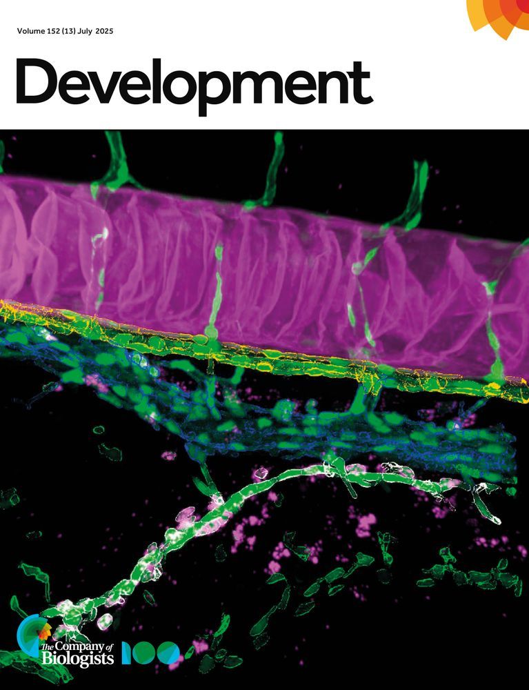  Hematopoietic stem and progenitor cells (HSPCs) in a 5 days postfertilization zebrafish early larva labelled with a myb RNAscope probe (magenta spots, bottom). Endothelial cells (eGFP, green) are delineated in yellow (dorsal aorta), blue (vein) and white (supra-intestinal artery; a niche hosting HSPCs). See Research Article by Torcq et al.