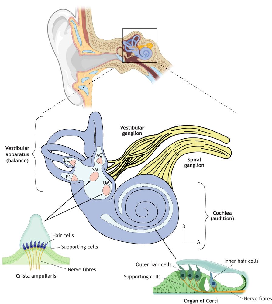 Figure 1 Anatomy of the human inner ear. Schematic representation of the adult human inner ear. The organ has two main domains: the vestibular apparatus and the cochlea. The five vestibular sensory epithelia are depicted in red: anterior crista (AC); lateral crista (LC); posterior crista (PC); utricle (UM); and saccule (SM). The sensory epithelia (christa ampullaris and organ of Corti) are depicted in detail. The main components of the sensory epithelia are the hair cells surrounded by supporting crista. Afferent bipolar neurons (shown as nerve fibres) innervate the hair cells. Partially created in BioRender. Rumbo, M. (2024) BioRender.com/i04n369
