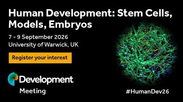 Human Development: Stem Cells, Models, Embryos. 7 - 9 September 2026 University of Warwick, UK. Resgiter your interest. #HumanDev26. Image credit: Susanna Narkilahti, Tampere University, Finland