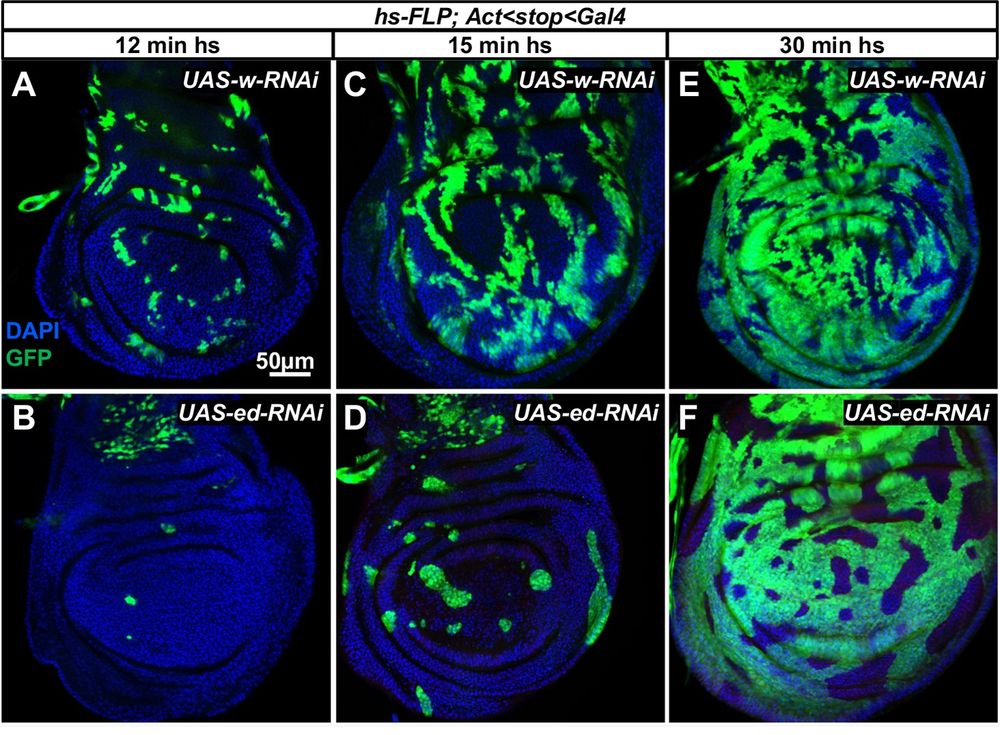 Fig.3. echinoid clones are generated and then die, especially when more wild-type tissue is present. (A-F) Wing discs containing GFP-marked clones expressing either UAS-w-RNAi (A,C,E) or UAS-ed-RNAi (B,D,F). Heat shocks of 12 min (A,B), 15 min (C,D) and 30 min (E,F) generate clones at progressively higher density.  Scale bar in H applies to H-K. Scale bar in A applies to A-F.