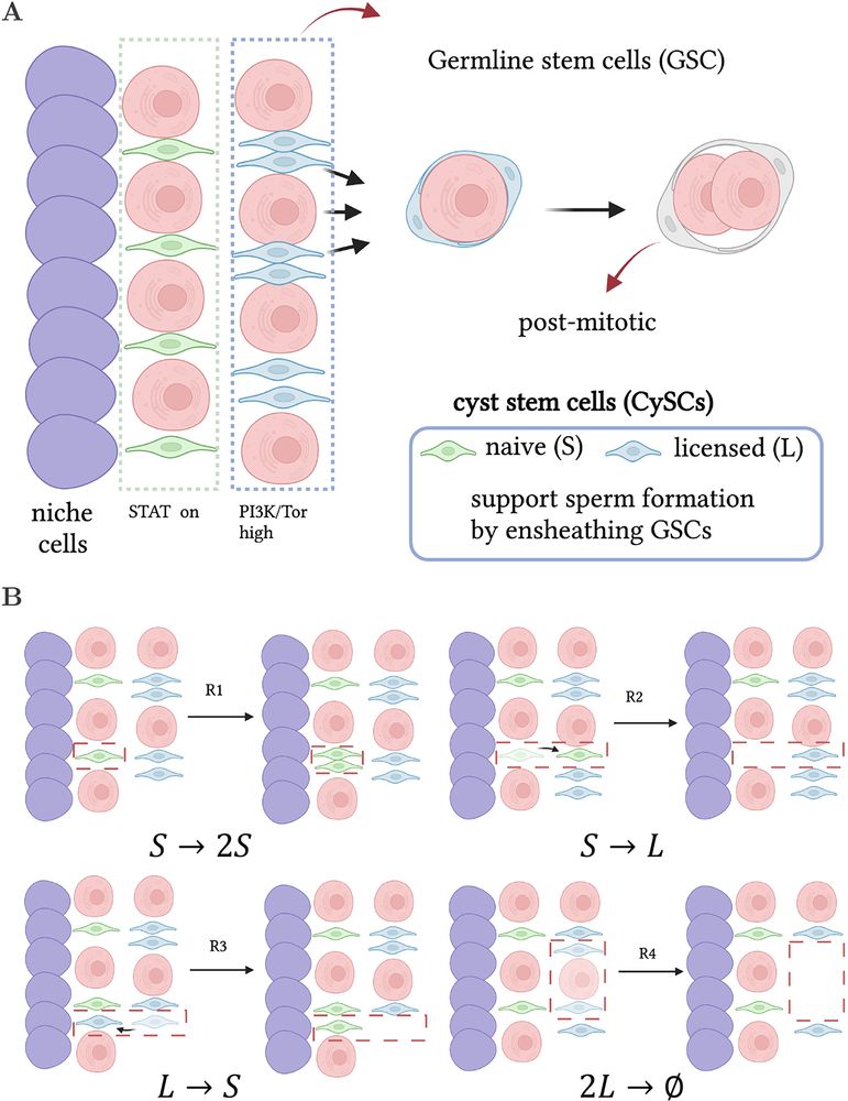 Figure 1 Modelling CySCs in the Drosophila testis. (A) Schematic of the GSC and CySC niche. GSCs (pink) and CySCs (green) touching the hub (blue cells) have access to pro-self-renewing signals and maintain stemness. CySCs not in contact with the hub lose access to pro-self-renewing signals and become licensed for differentiation, although they require active signalling to differentiate. To form a cyst, two CySC daughters surround one GSC daughter (or gonialblast). These co-differentiate, whereby the CySC daughters become post-mitotic cyst cells, while the germ cell progresses through spermatogonial divisions. (B) Schematic of the four reactions considered in the SL model.