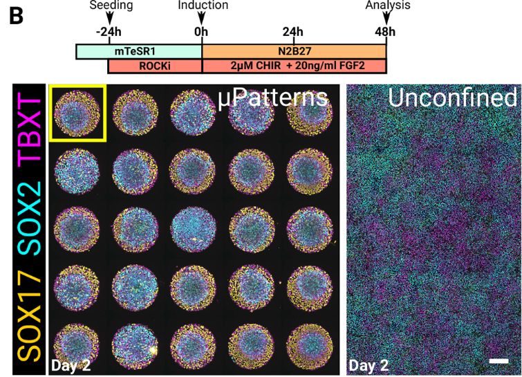 Figure 1 (B) Top: protocol used for the data shown in C-E. Bottom: confocal maximum projections showing unconstrained and micropatterned (μPatterns) cultures. Notice some variability between colonies, likely due to initial differences in seeding density across the well. The colony shown in C is indicated with a yellow outline. Scale bar: 200 µm. 