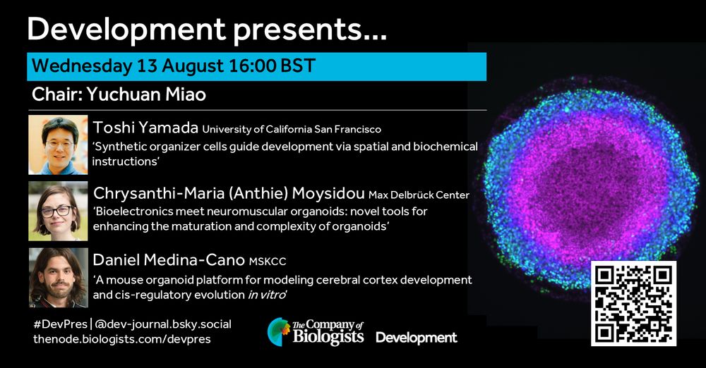 Development presents…
Wednesday 13 August 16:00 BST
Chair: Yuchuan Miao
Image of Toshi Yamada
Toshi Yamada (University of California San Francisco)
‘Synthetic organizer cells guide development via spatial and biochemical instructions’
Image of Chrysanthi-Maria (Anthie) Moysidou (Max Delbrück Center)
Chrysanthi-Maria (Anthie) Moysidou (Max Delbrück Center) 
‘Bioelectronics meet neuromuscular organoids: novel tools for enhancing the maturation and complexity of organoids’’
Image of Daniel Medina-Cano
Daniel Medina-Cano (MSKCC)
‘A mouse organoid platform for modeling cerebral cortex development and cis-regulatory evolution in vitro’
#DevPres |@dev-journal.bsky.social
Thenode.biologists.com/devprev
The Company of Biologists logo
Development logo
QR code to register
