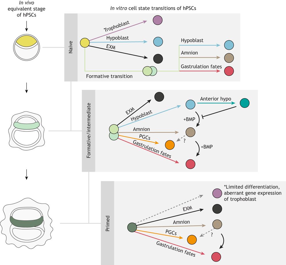 Figure 2 Overview of cell state transitions in hPSCs in 2D and 3D embryo models. Embryo illustrations on the left represent the in vivo developmental stages corresponding to the three pluripotency states: naive (yellow), formative/intermediate (light green) and primed (dark green). On the right, the lineages they have the potential to give rise to in stem cell-based embryo models are illustrated. The generation of primordial germ cells (PGCs) from amnion remains to be determined. EXM, extra-embryonic mesoderm; PGCs, primordial germ cells.