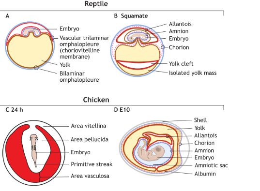 Figure 1 Schematics of extra-embryonic mesoderm development across species. (A) An intermediate stage of reptilian development displaying the vascularized trilaminar omphalopleure, also known as choriovitelline membrane, and the bilaminar omphalopleure. (B) A later developmental stage in squamates, showing a feature unique to squamates: the yolk cleft. The composition of the amnion, allantois and chorion is similar in all reptiles. (C) E1 (24 h) chick embryo showing the primitive streak, area vitellina and vasculosa. (D) E10 chick embryo displaying the localization of vascularized and non-vascularized extra-embryonic mesoderm (EXM) cells.
