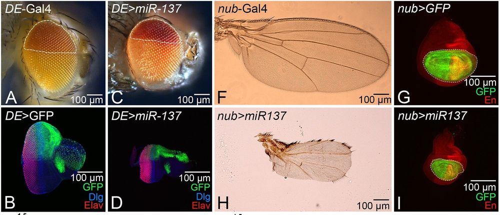 The gain-of-function phenotype of miR-137 does not exhibit domain constraint. (A-D) Gain of function of miR-137 in the dorsal half of the adult eye (A,C, marked by white dotted lines) using the DE-Gal4 driver (domain marked by GFP reporter) marked by expression of mini-white reporter (red, white dotted line outlines the domain). (C,D) The gain of function of miR-137 in the background of DE-Gal4 (DE>miR-137) reduces the dorsal domain of the eye field in (C) the adult eye and (D) the eye-imaginal disc. (B,D) Eye-antennal imaginal disc of third-instar larvae stained for Elav (red), Dlg (blue) and GFP (green) reporter. (E) Dorsal half expression of DE>miR-137 (n=10) normalized to the control DE-Gal4 (n=10).