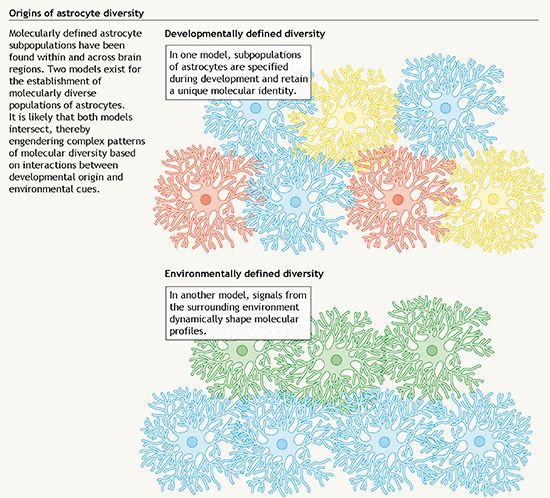 A panel of the poster: Origins of astrocyte diversity - developmentally defined diversity and environmentally defined diversity.