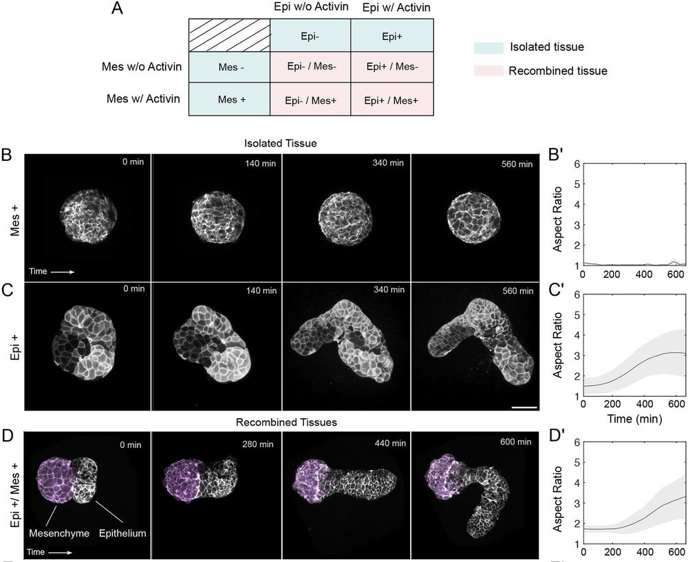 Fig. 2. Elongation behaviors of isolated and recombined explants in different conditions. (A) Table of isolation and recombined tissue experiments. Tissues are isolated with Activin or not and tested for elongation in isolation or recombined. This yields a total of eight conditions. (B-C′) Isolated mesenchyme and epithelial tissue experiments and their respective aspect ratio plots. N=5. (D-G′) Recombination experiments and their respective plots. Data are mean±s.d. N=5 for all conditions. Scale bars: 100 µm