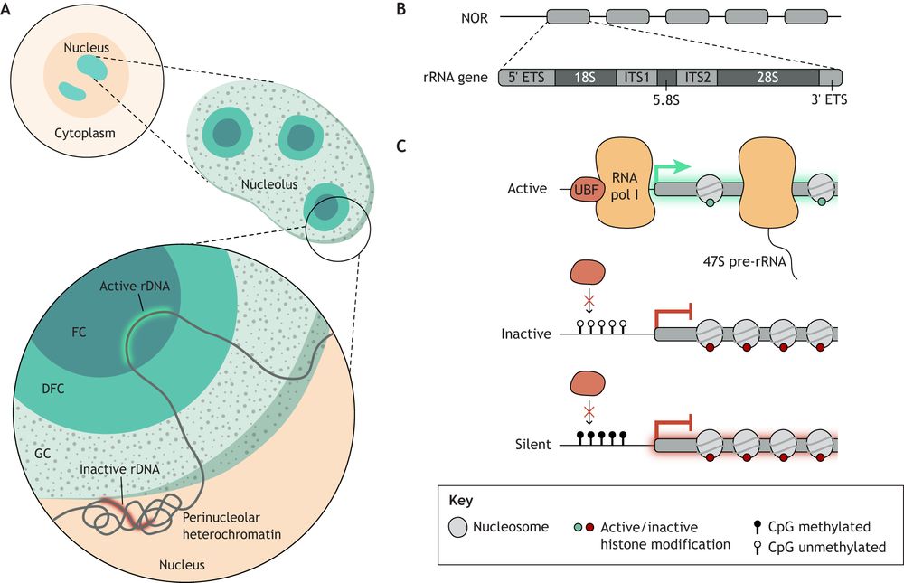 Figure 1 Nucleolar structure and rRNA gene organisation. 
