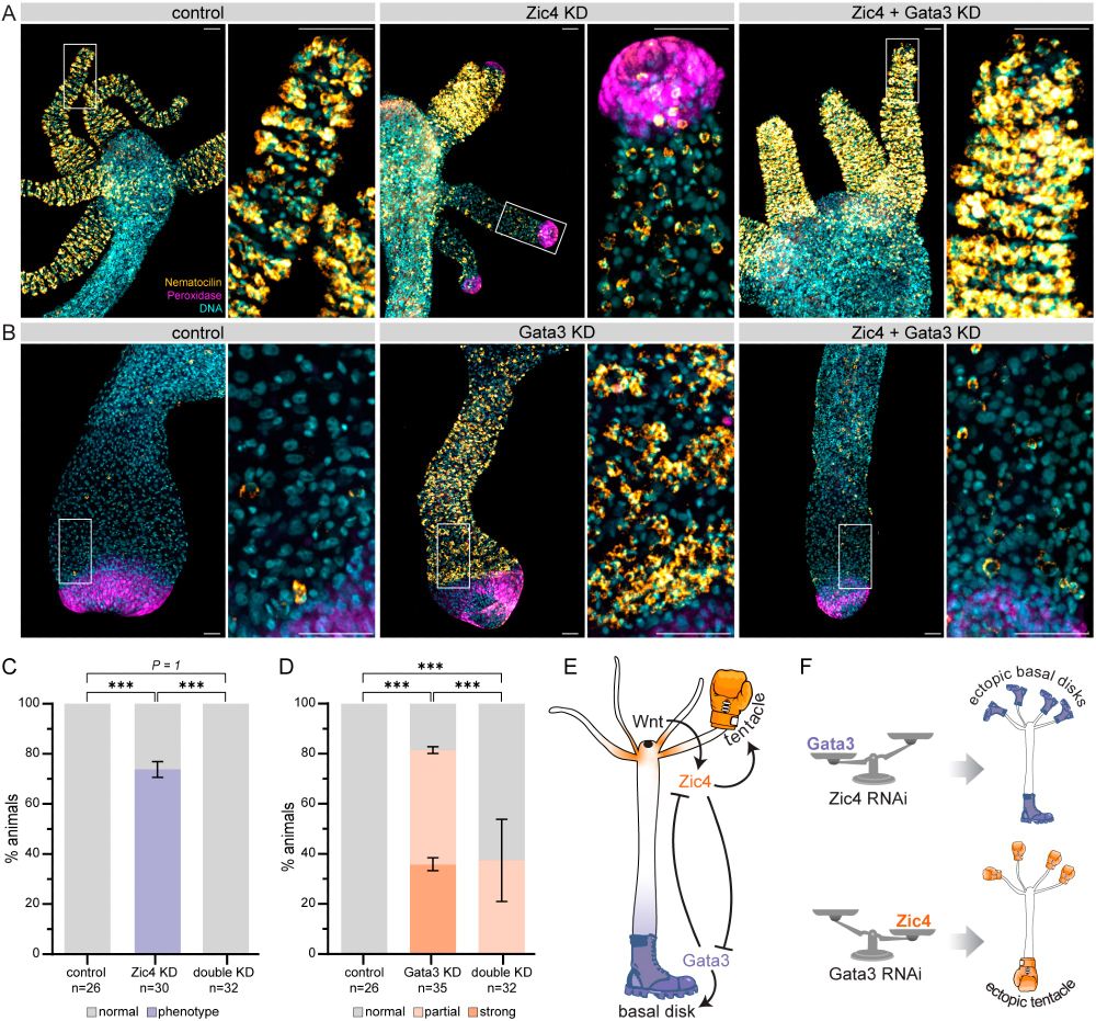 Phenotype rescue upon Zic4 and Gata3 double knockdown. (A,B) Maximum projection confocal images of oral (A) and aboral (B) ends of animals after GFP RNAi (control), Zic4 or Gata3 RNAi, and Zic4+Gata3 RNAi. DNA in cyan, peroxidase activity in magenta and Nematocilin in orange. Panels on the right show magnifications of boxed areas on the left. Scale bars: 100μm. Note the ectopic peroxidase staining in tentacle tips upon Zic4 RNAi, and ectopic Nematocilin staining adjacent to the foot upon Gata3 RNAi, as well as rescue of both phenotypes in the double knockdown. (C) Percentage of animals with ectopic peroxidase staining in tentacles upon Zic4 KD and double KD. (D) Percentage of animals with ectopic Nematocilin staining adjacent to the foot in Gata3 KD and double KD. For examples of strong and partial phenotypes refer to Fig. S6. Data in G and H shown for n animals pooled from at least two independent replicates. ***P<0.001 (Fisher's exact test). (E,F) Schematic of proposed model for controlling the choice between basal disk and battery cell fate in Hydra. At the oral pole, Wnt signaling (black dot) activates Zic4 (orange) expression and thus basal disk identity. Without it, Gata3 dominates at the opposite end, leading to basal disk fate establishment (E). Experimentally depleting one of the factors results in ectopic cell fate acquisition at the opposite body end (F).