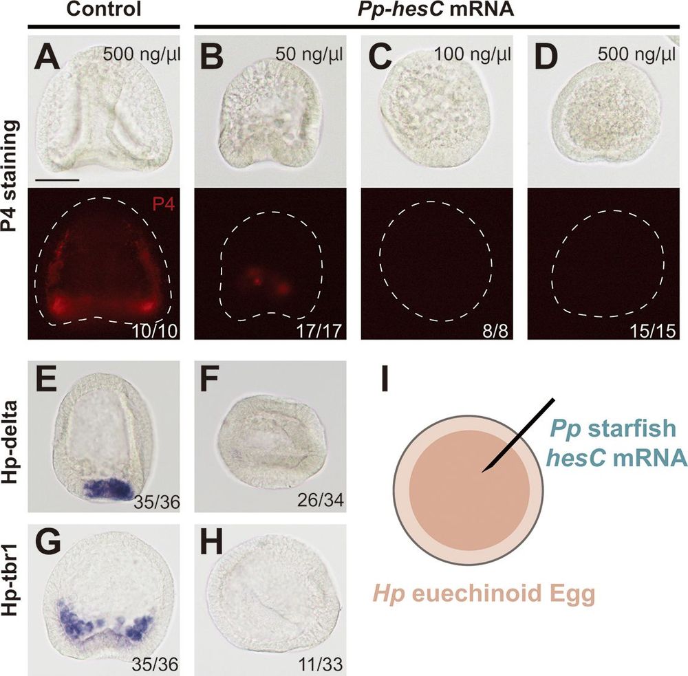 Fig. 1. Overexpression of starfish hesC in sea urchin embryos.
(A-D) Effects of starfish hesC overexpression were observed in
H. pulcherrimus embryos. Sea urchin embryos injected with EGFP
mRNA and starfish hesC mRNA in concentrations according to upper
right numbers of each photo. Brightfield (top) and fluorescence
microscopic images (bottom) observed by immunohistochemistry
using PMC-specific P4 antibody. The white dashed lines show the
outline of embryos. (E-H) In-situ hybridization was conducted in sea
urchin embryos to observe spatial expressions of delta (E,F) and tbr1
(G,H) in embryos injected with EGFP mRNA and starfish klf2 mRNA
in concentrations of 200 ng/µl. (I) Schematic of sea urchin
H. pulcherrimus (Hp) egg injected with starfish P. pectinifera
(Pp) mRNA. The numbers shown in each image are the numbers of
embryos showing typical pattern/total numbers of examined embryos
from two batches. Scale bar: 50 µm