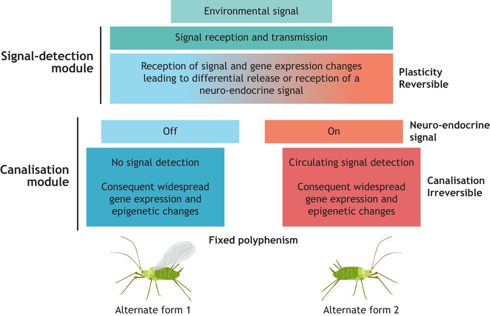 Schematic of a proposed general scheme for polyphenisms.