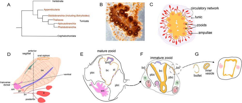 Figure 1 The study system: Botrylloides diegensis. 