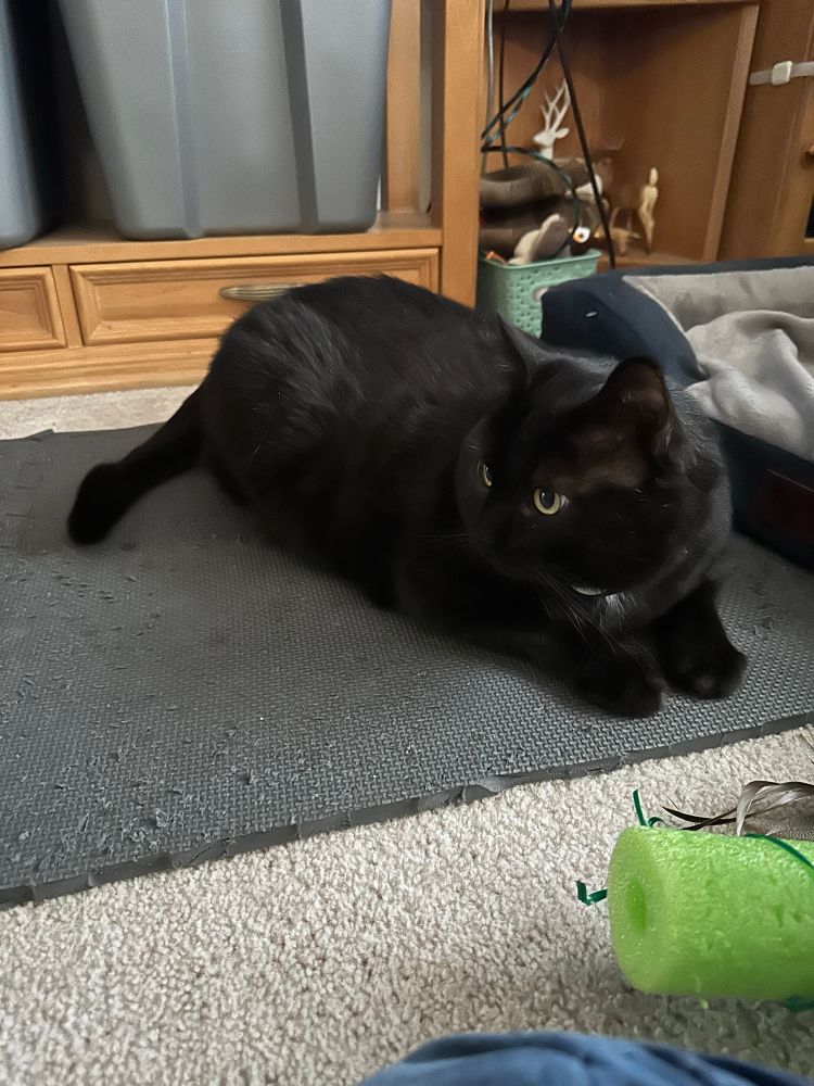Black cat in a gray mat