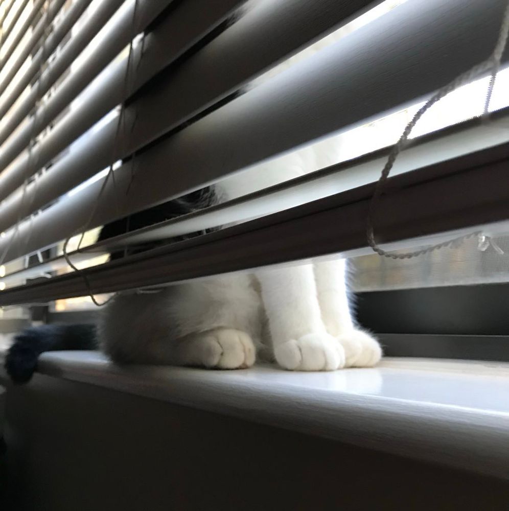 The shape of a tuxedo cat in windowsill behind blinds but his feet and tail are visible 