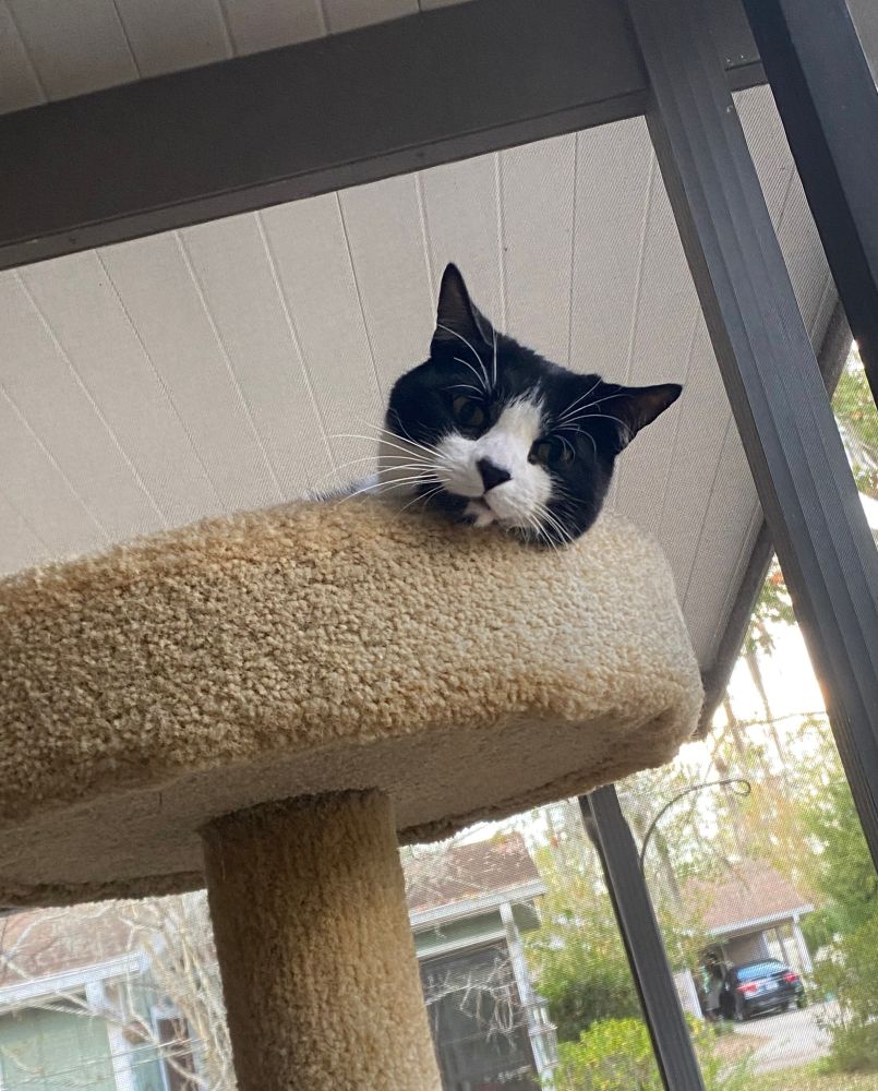 Tuxedo cat at top of cat tree looks annoyed