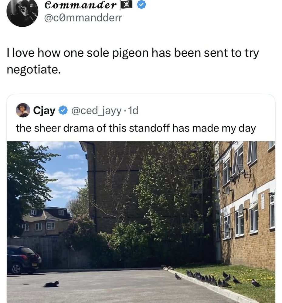 funny photo of a flock of birds standing on a lawn staring down 1 cat who watches them from across the street