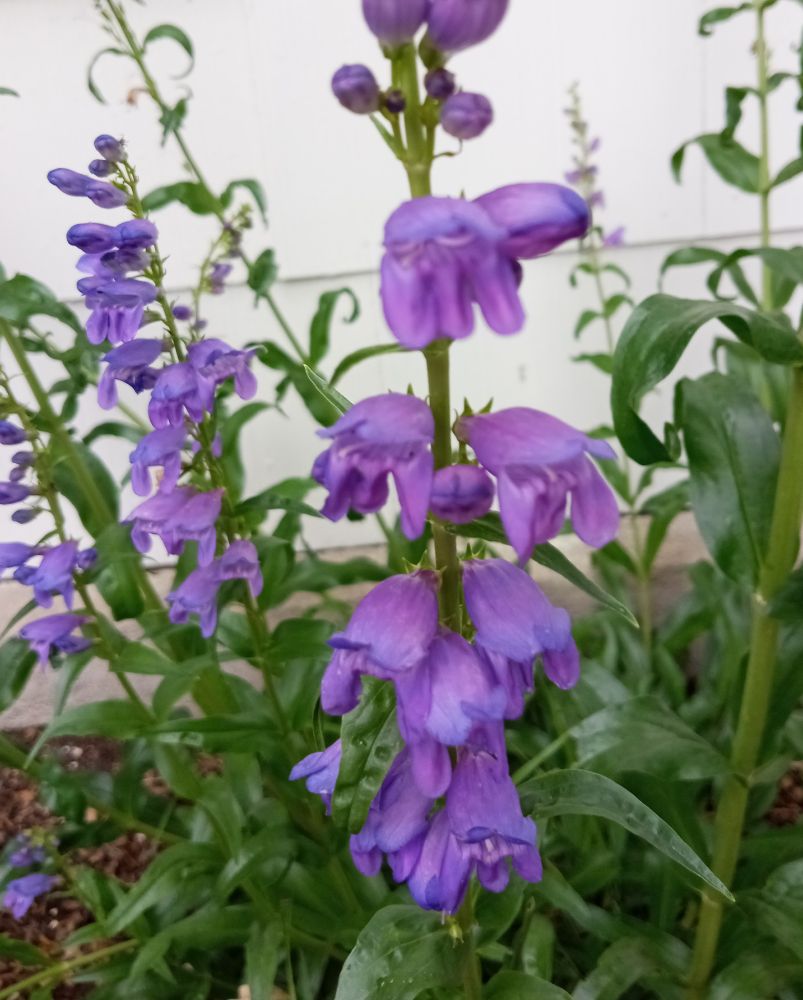 Photo of a half dozen 2 feet tall stems of Montana native wildflower Rocky Mountain penstemon.
The stems are in various stages of blooming. Dozens of parallel purple-tipped magenta flowers are growing along each stem.