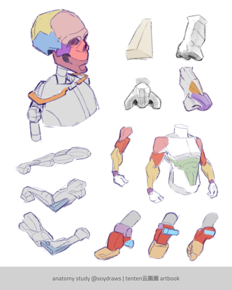 Color coded studies of different human body parts. The skeleton of the bust, nose anatomy, muscles of the arm and Torso as well as structure of the feet. Studies done with tenten's artbook