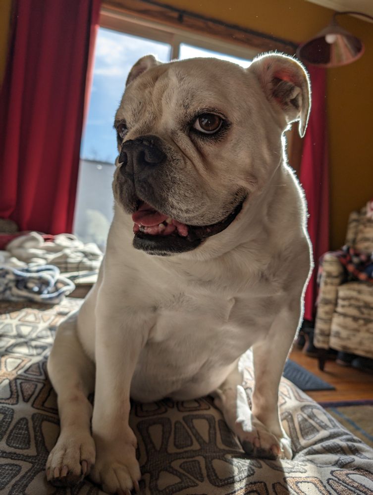 Pickles English bulldog