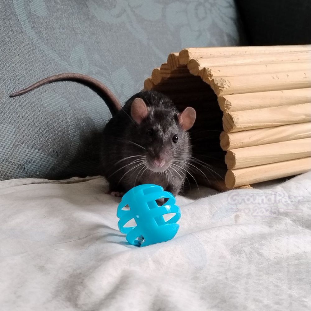 A young pet rat, black self, near a cyan ball, just out of a wood hide. Very cute expression.