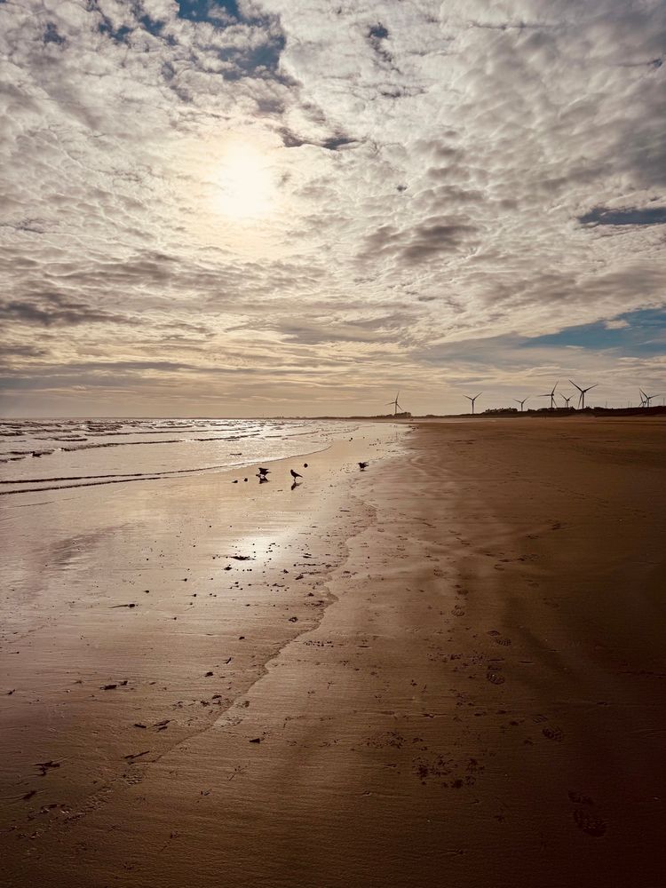 Bridlington South Beach looking towards Wilsthorpe. Sun partially obscured by clouds, crows 🐦‍⬛ foraging at the shoreline.