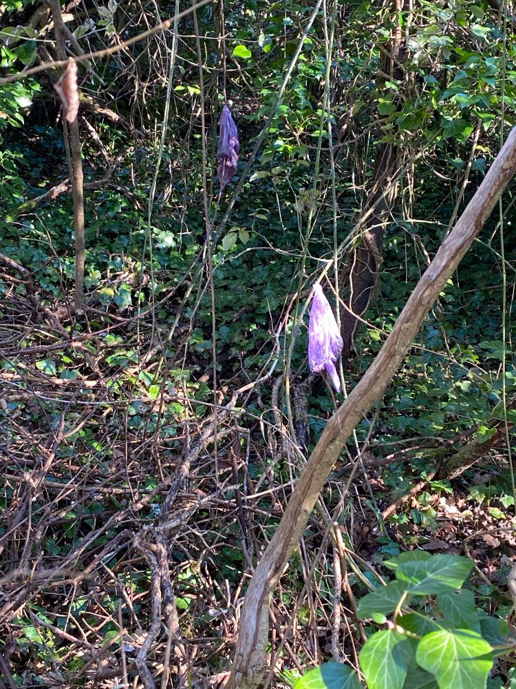 A purple dog poo bag suspended on a tree branch