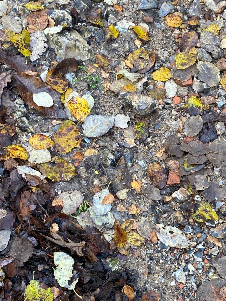 Close-up view of woodland path, showing brick rubble in the surface
