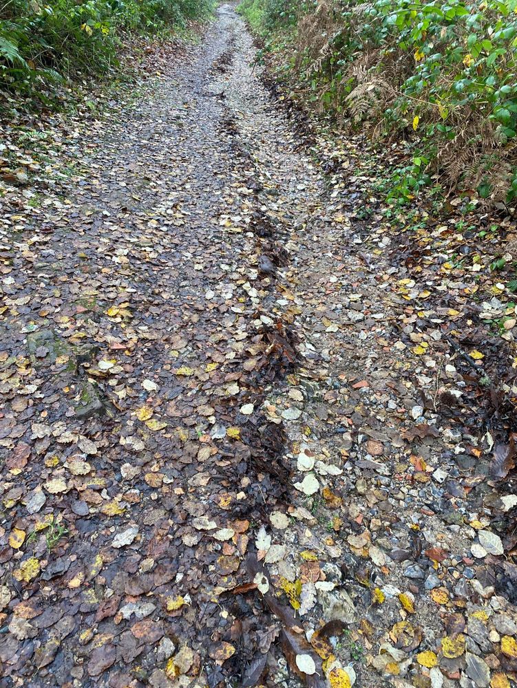 View of woodland path