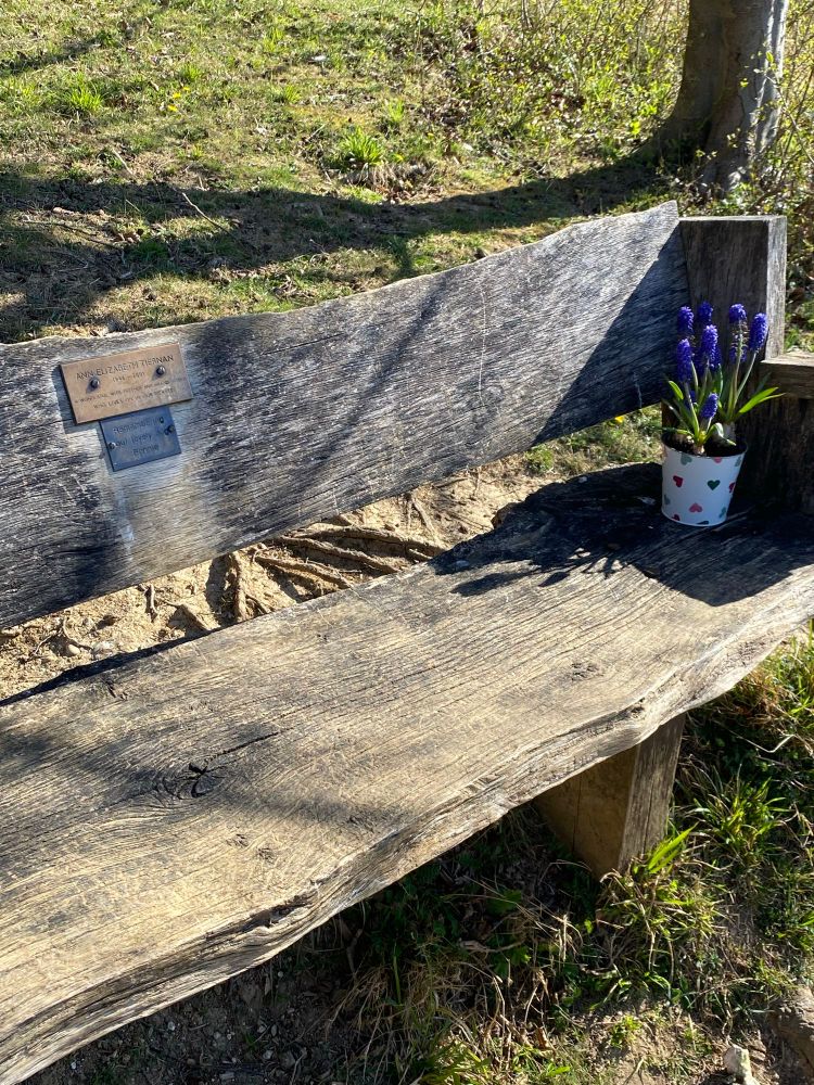A pot of grape hyacinths on a commemorative seat