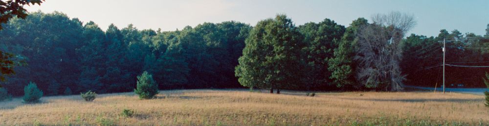 A color film photo of a meadow surrounded by trees, taken on a wide angle lens and cropped in a panoramic style.