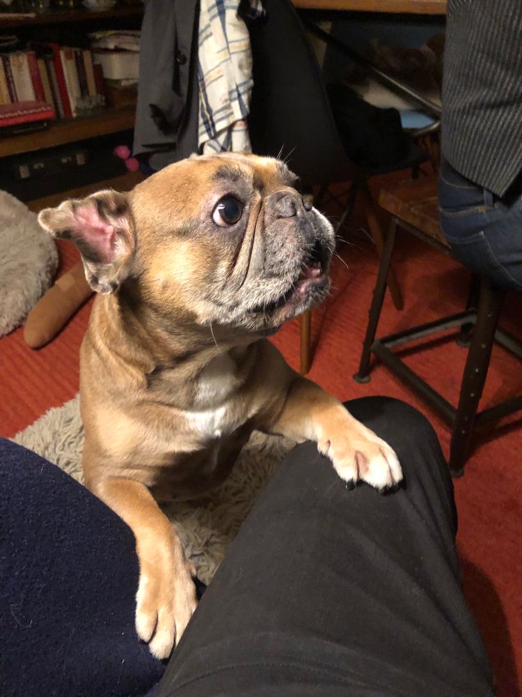 Edith the French bulldog