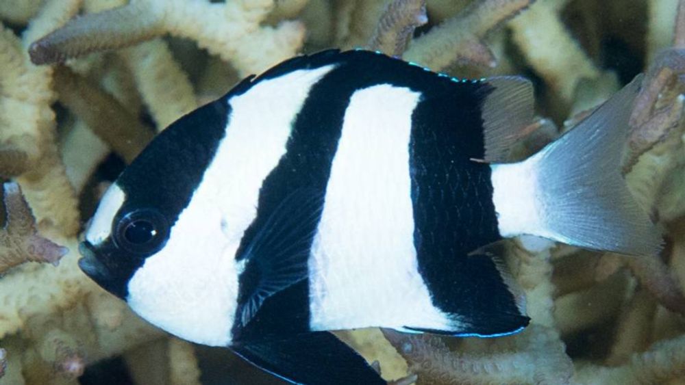 Humbug Damselfish: Masters of Motion Dazzle Defense