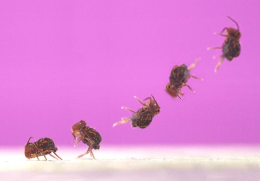 Tiny Backyard Bug Performs World's Fastest Backflips